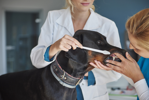 Veterinarian brushing teeth