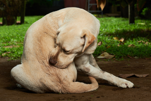 Dog scratching fleas westerville ohio