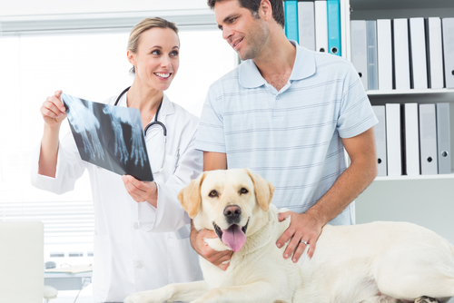 Veterinarian looking at xrays 