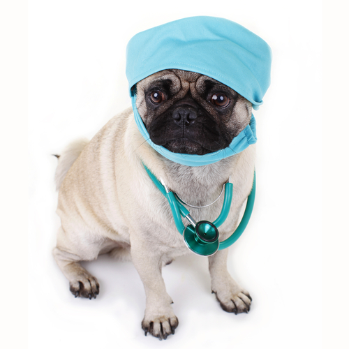 Pet Soft Tissue Surgery Westerville Ohio