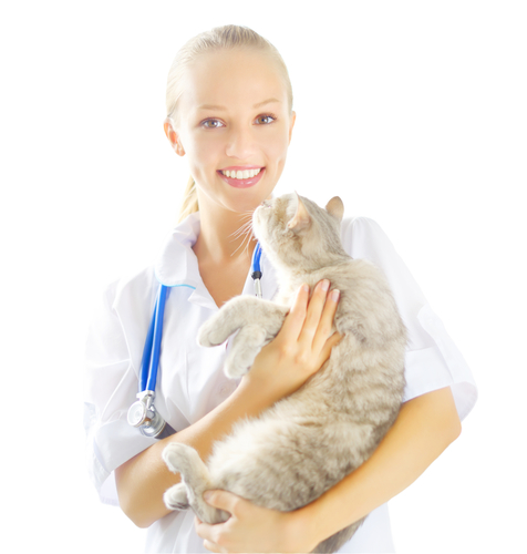 Additional Veterinary Services