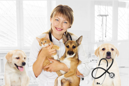 Pet Health Screening Tests Westerville Ohio